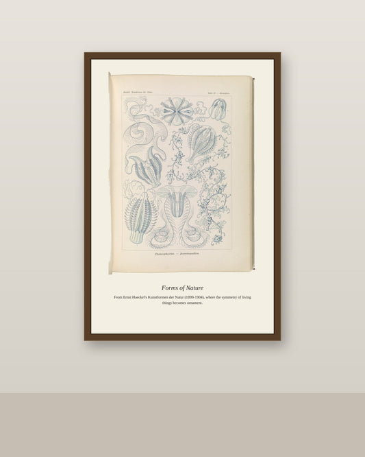 Ctenophorae. Kammquallen antique art print shown framed on a wall in a styled room