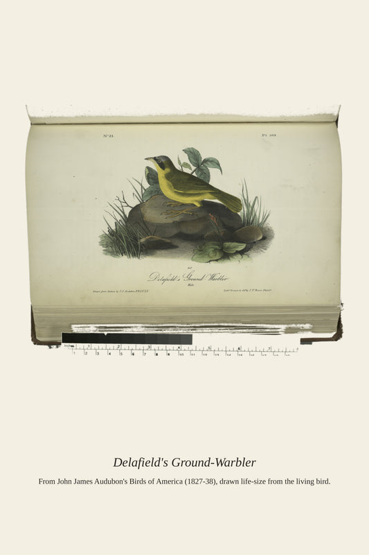 Delafield's Ground Warbler. Male - Antique Bird Print
