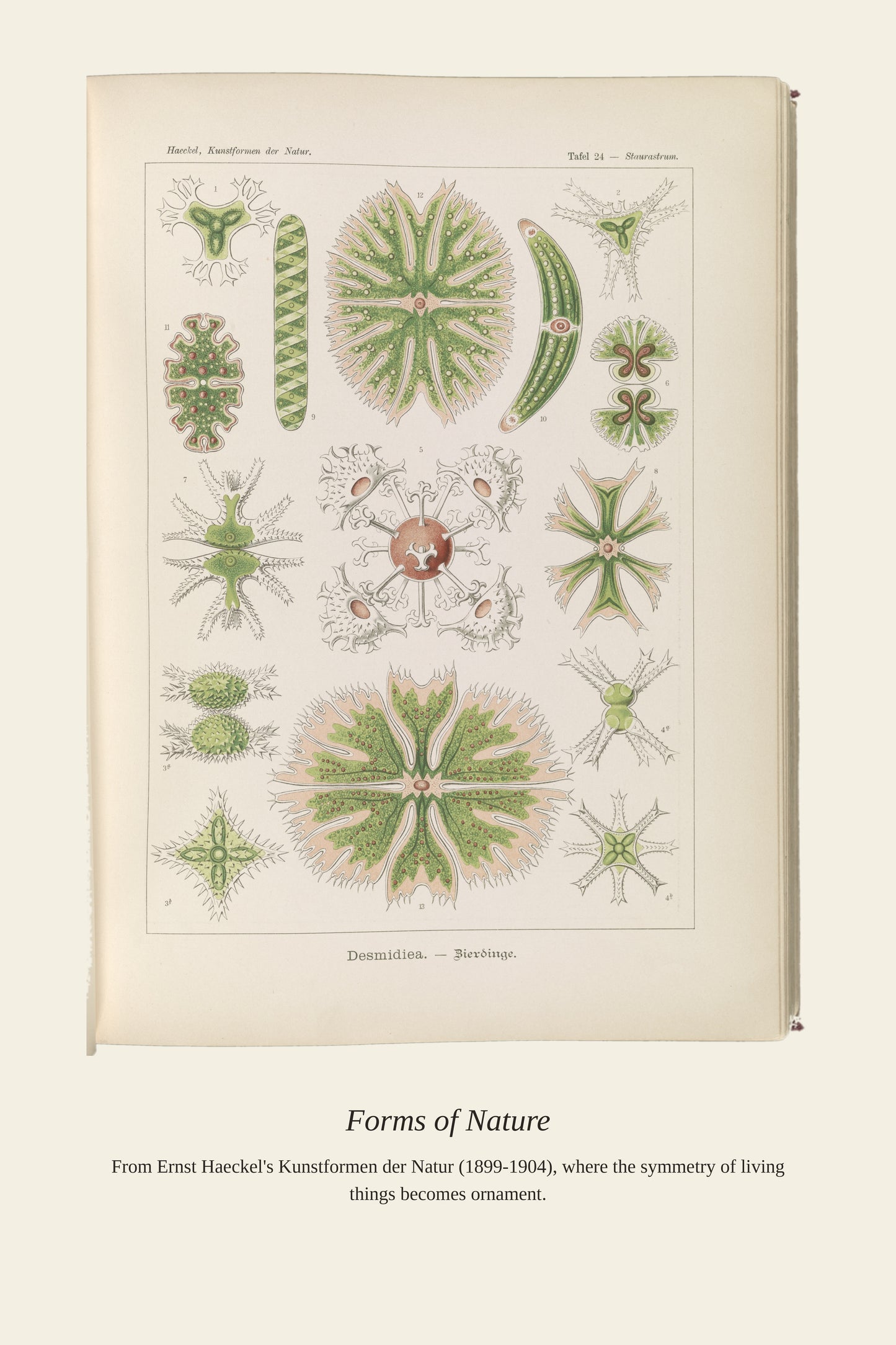 Desmidiea. Bierdinge - Antique Art Print