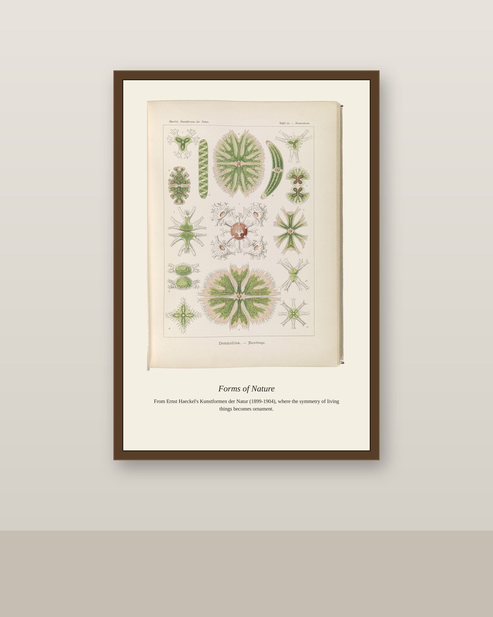 Desmidiea. Bierdinge antique art print shown framed on a wall in a styled room