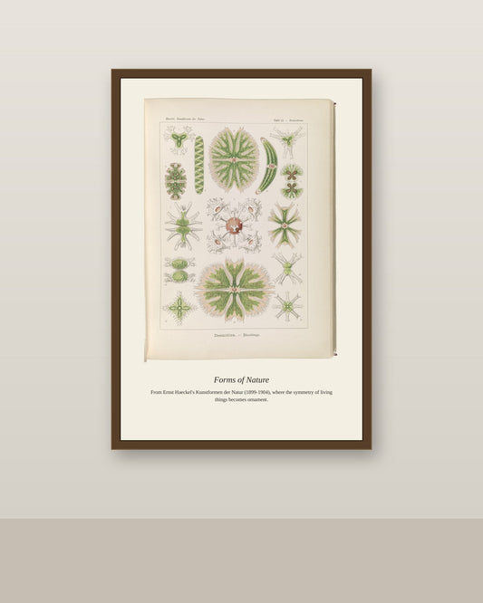 Desmidiea. Bierdinge antique art print shown framed on a wall in a styled room