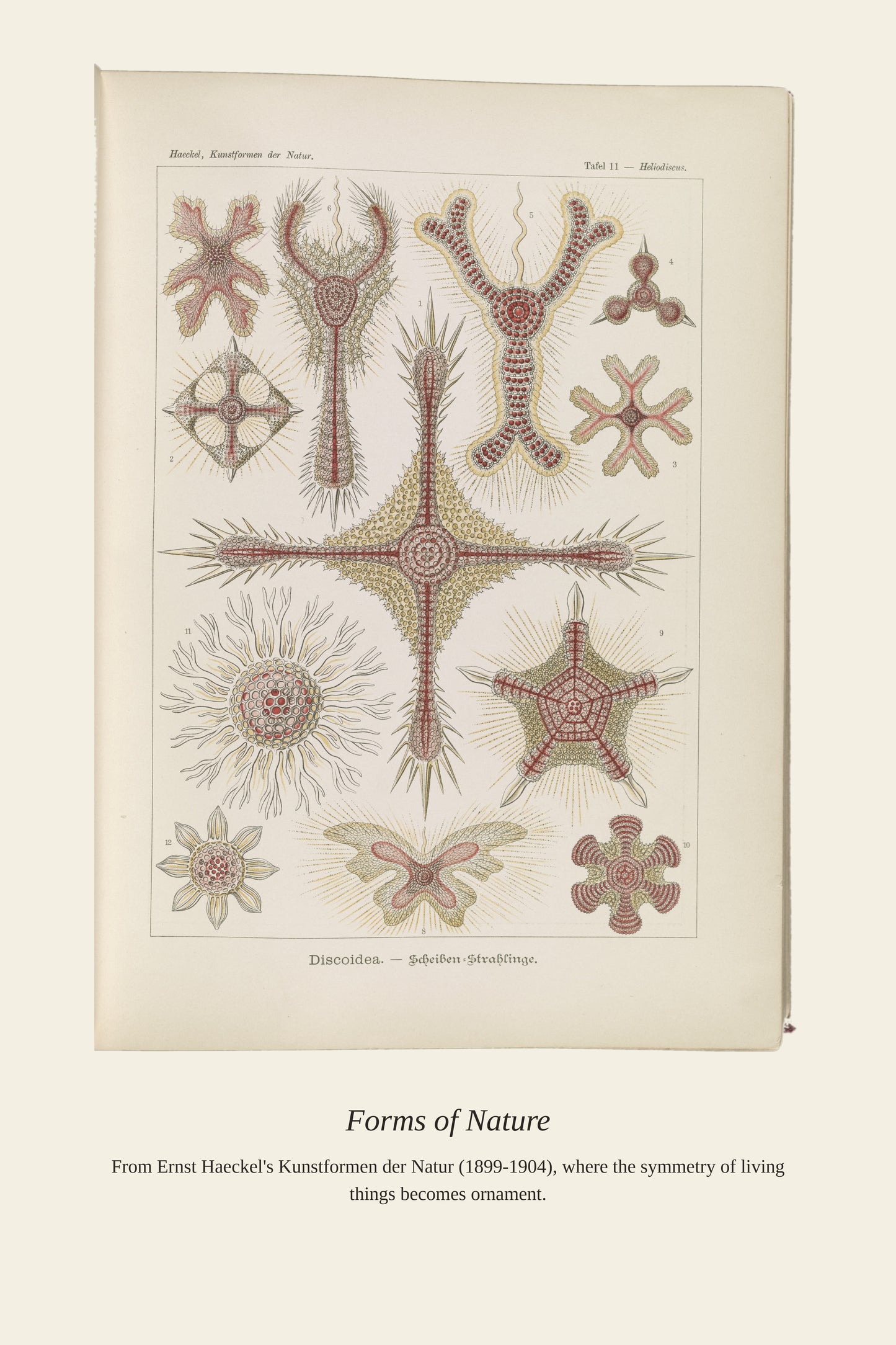 Discoidea. Scheiben Strahlinge - Antique Art Print
