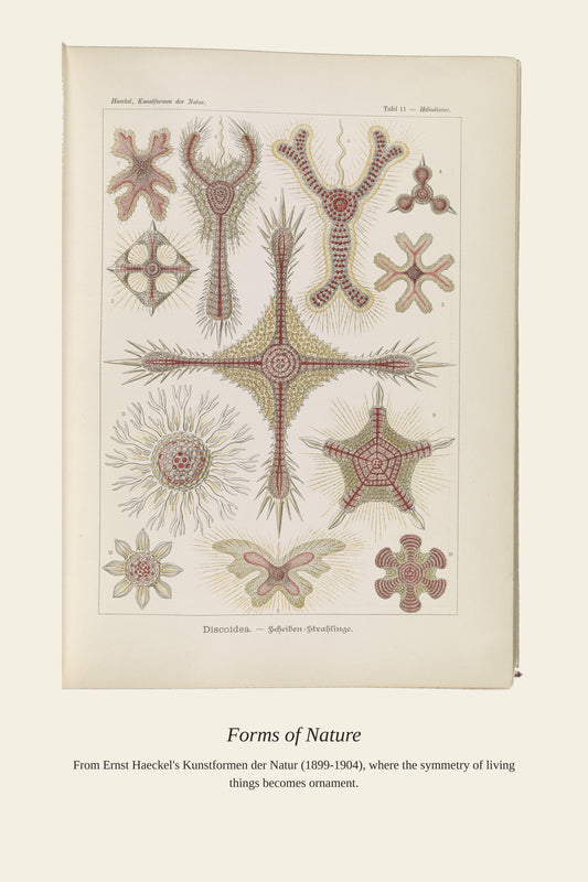 Discoidea. Scheiben Strahlinge - Antique Art Print
