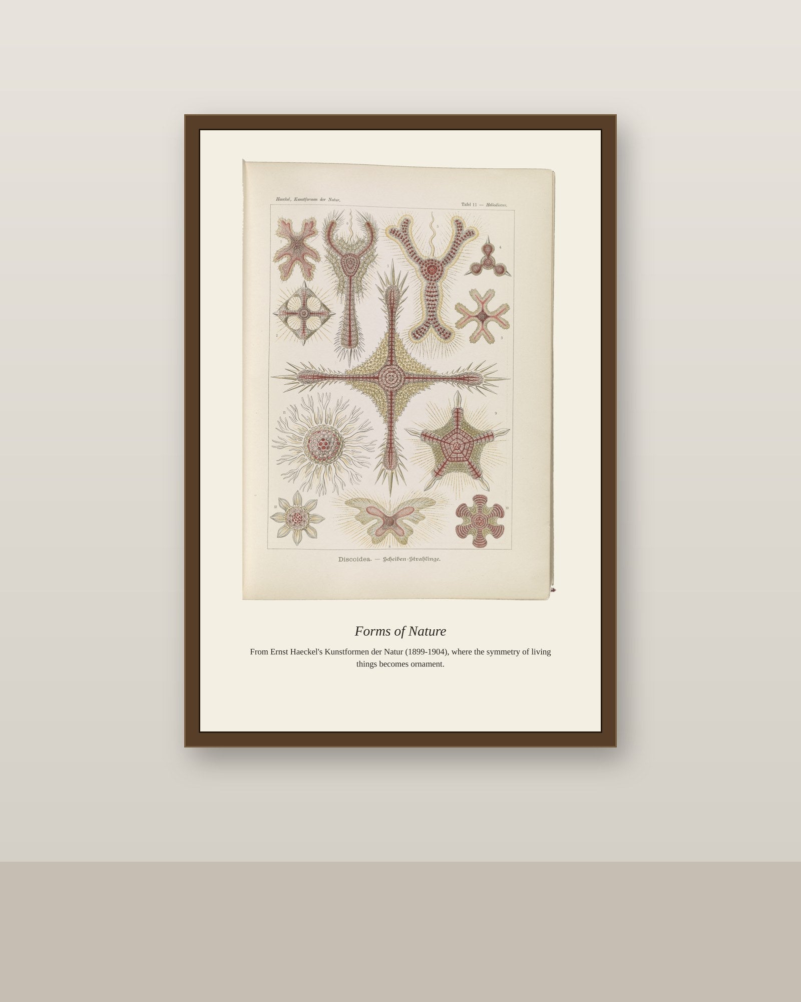 Discoidea. Scheiben Strahlinge antique art print shown framed on a wall in a styled room