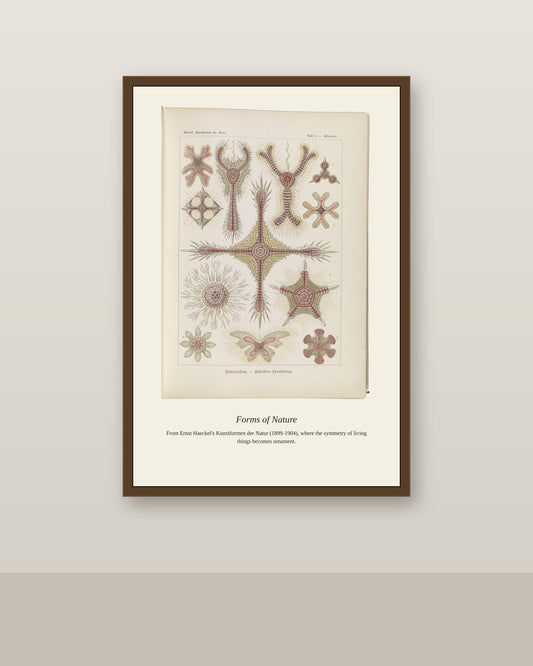 Discoidea. Scheiben Strahlinge antique art print shown framed on a wall in a styled room