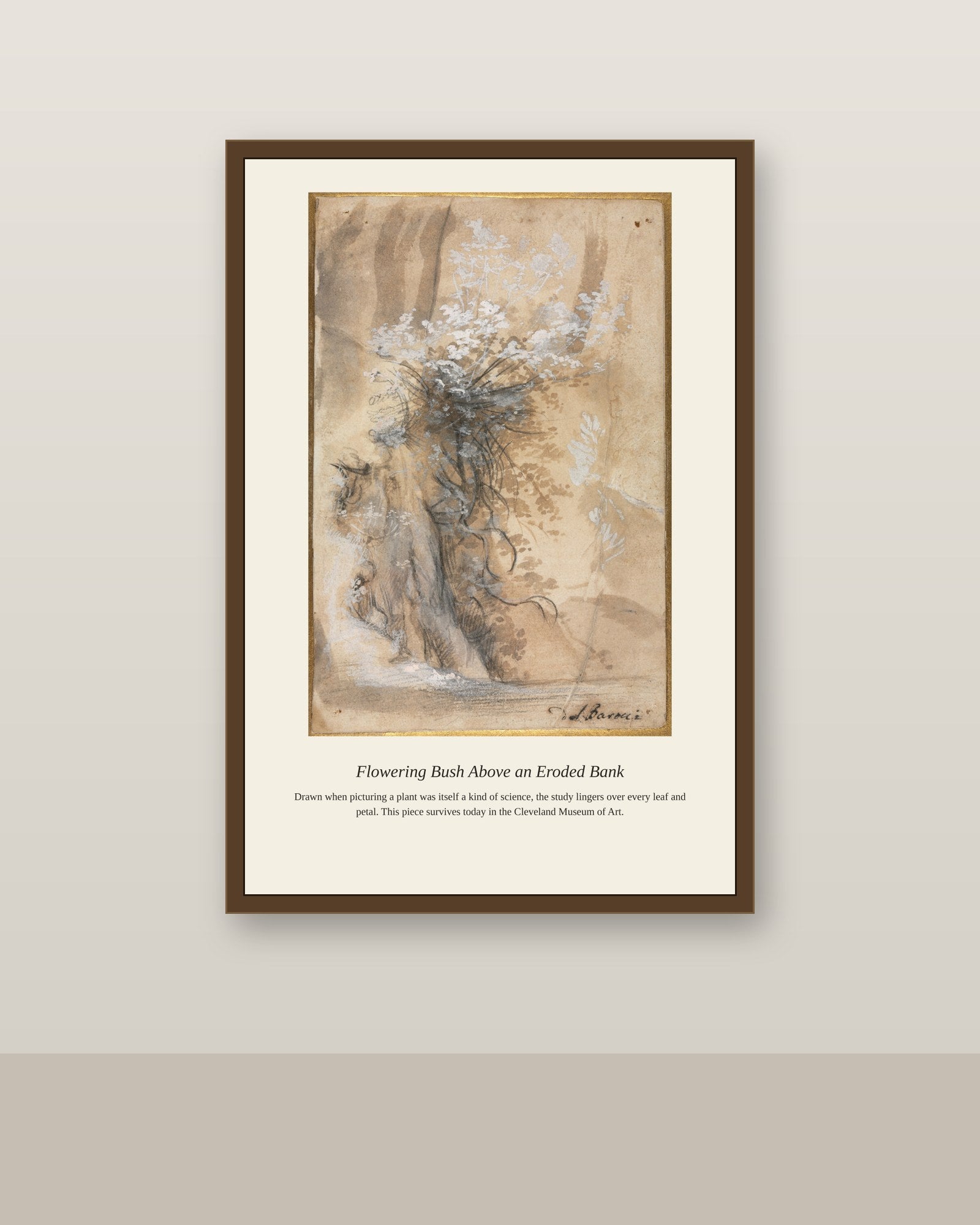 Flowering Bush Above an Eroded Bank antique botanical print shown framed on a wall in a styled room