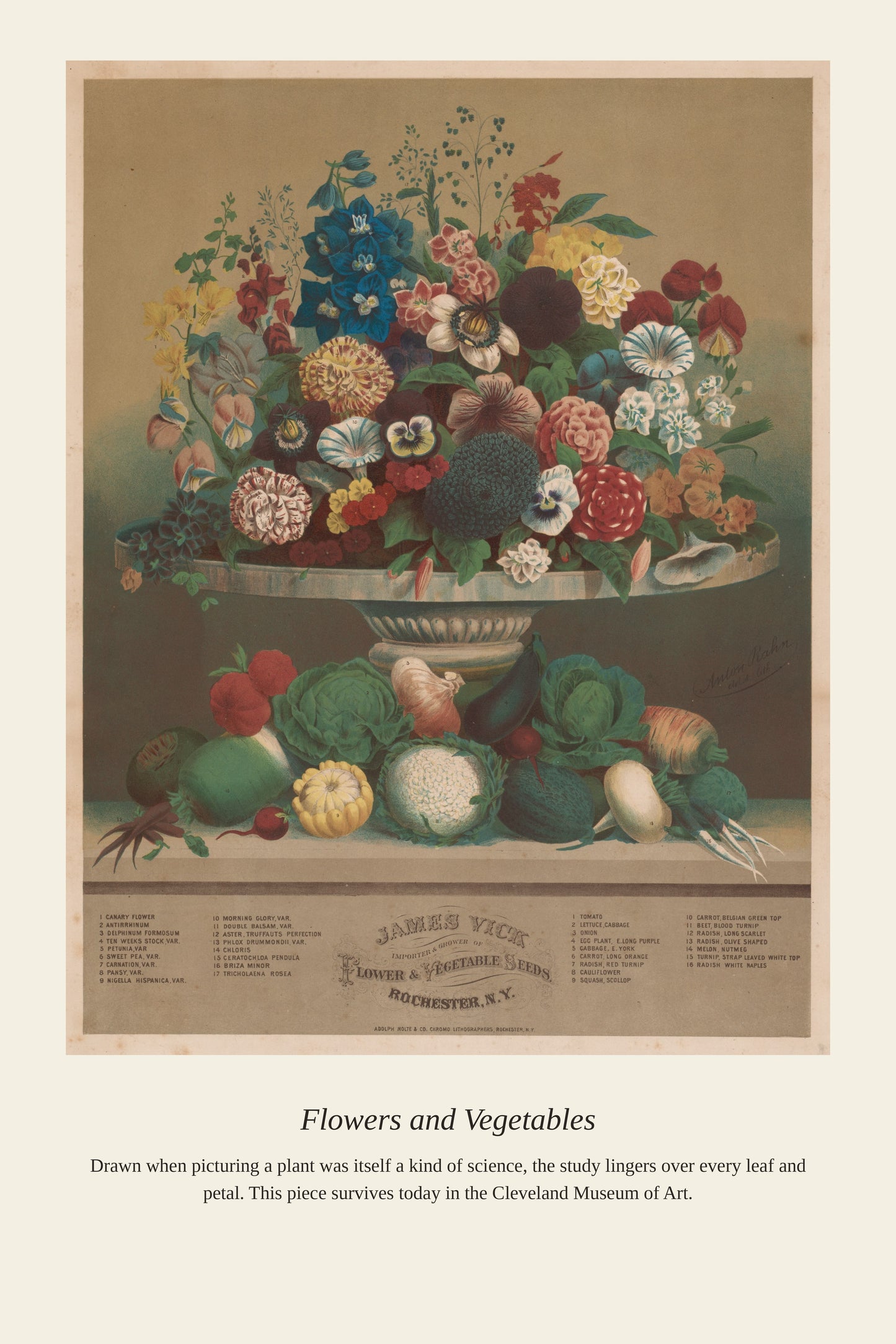 Flowers and Vegetables - Antique Botanical Print