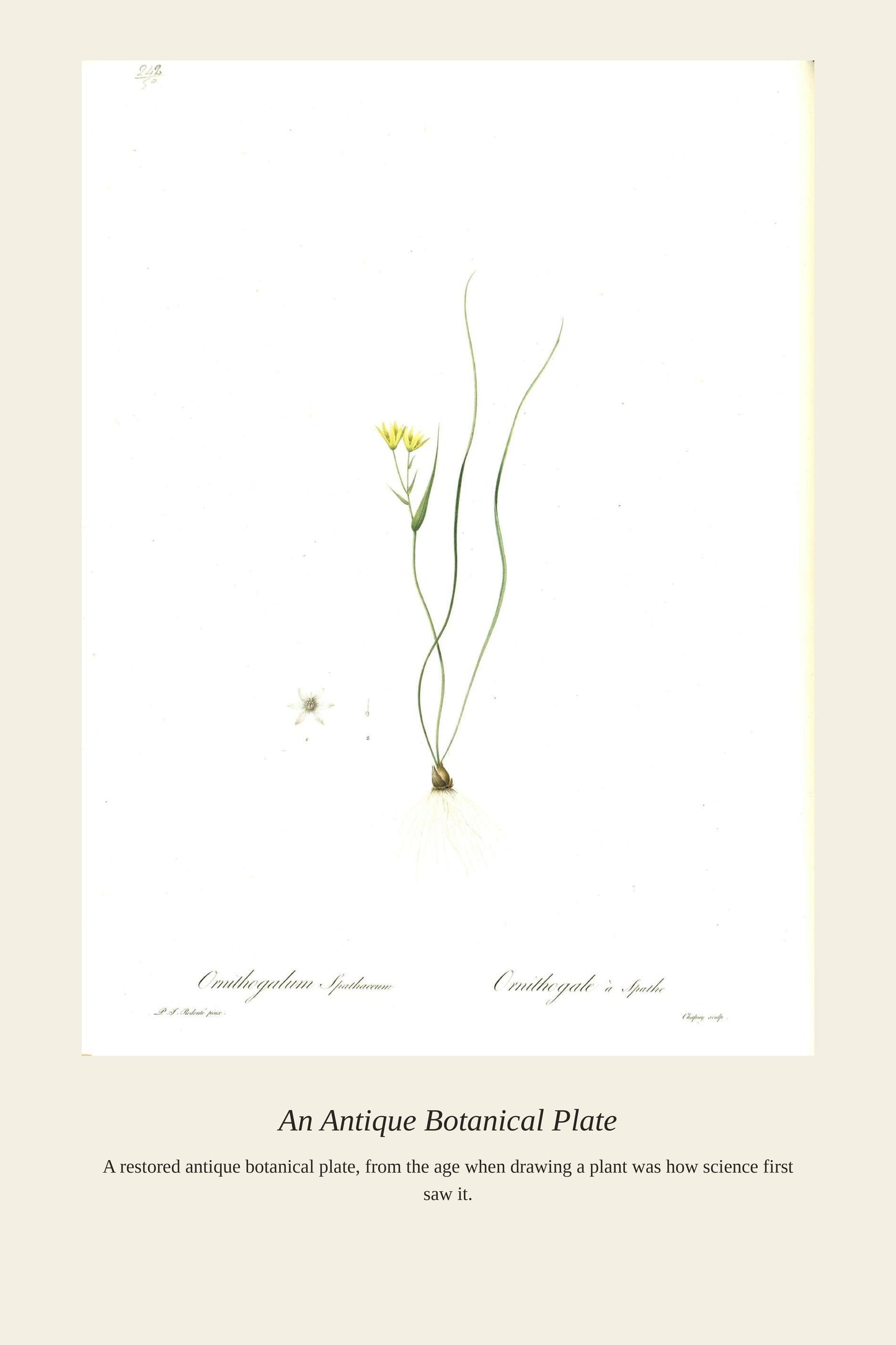 Gagea Spathacea - Antique Botanical Print