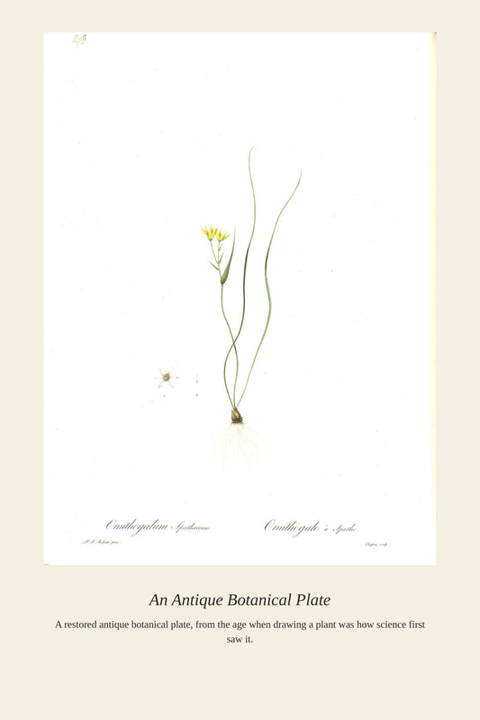 Gagea Spathacea - Antique Botanical Print