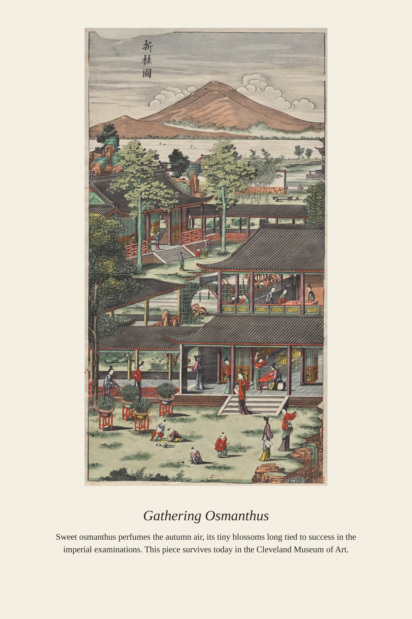 Gathering Osmanthus - Antique Botanical Print