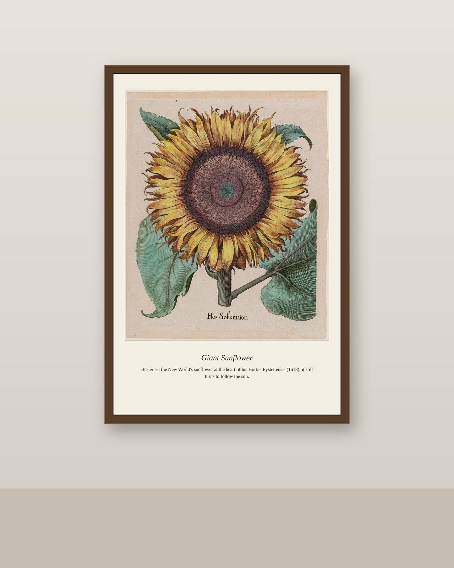 Giant Sunflower antique botanical print shown framed on a wall in a styled room