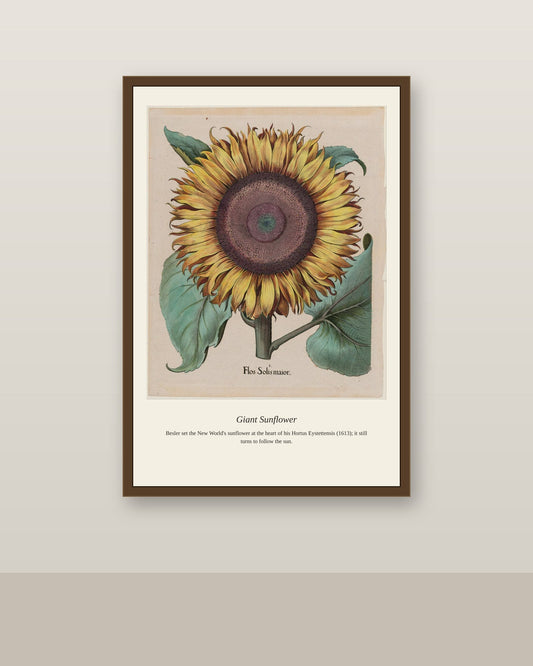 Giant Sunflower antique botanical print shown framed on a wall in a styled room
