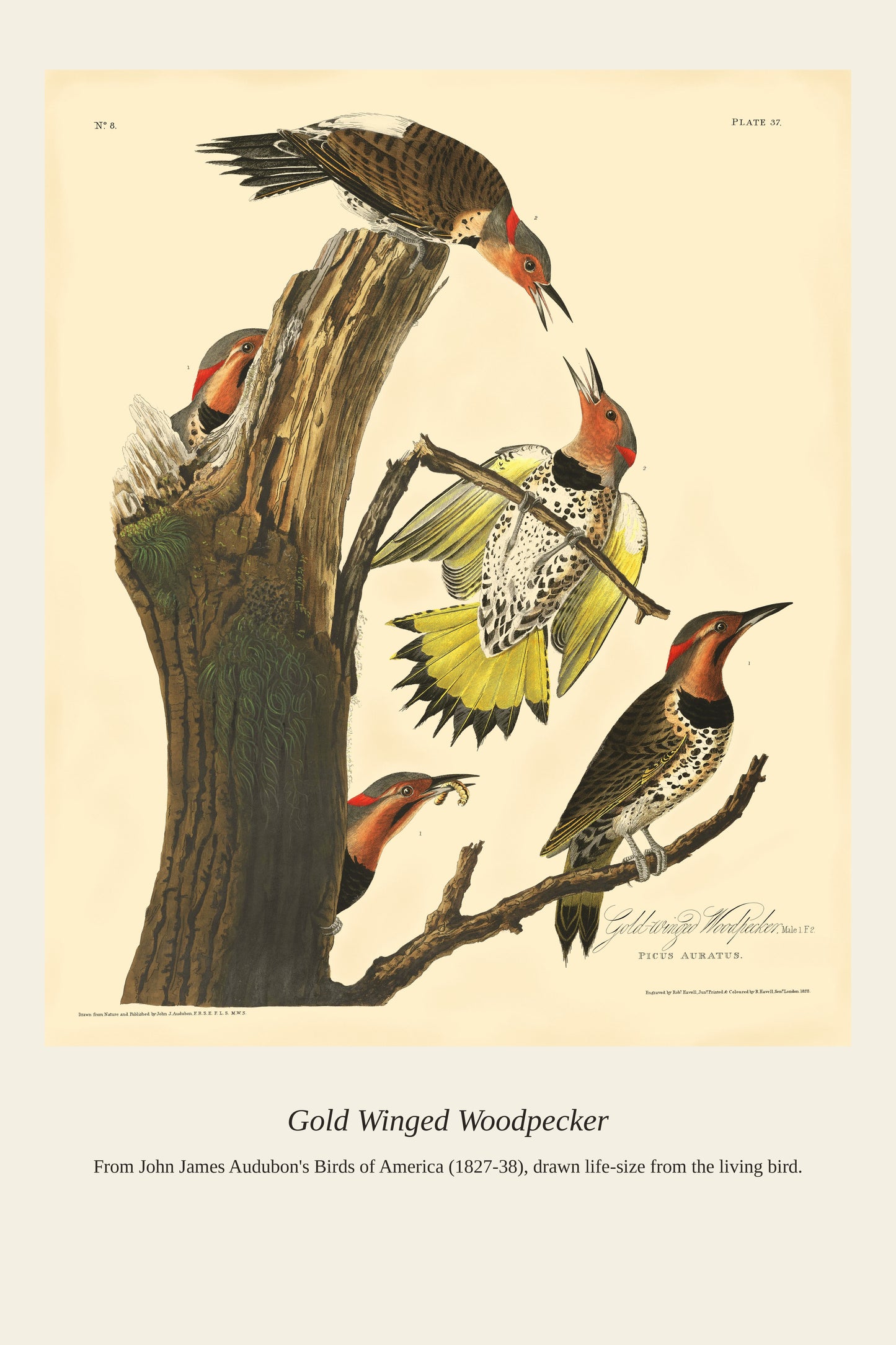 Gold Winged Woodpecker - Antique Bird Print