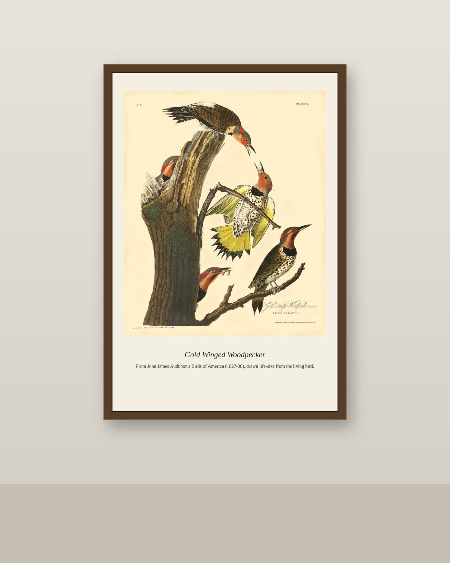 Gold Winged Woodpecker antique bird print shown framed on a wall in a styled room