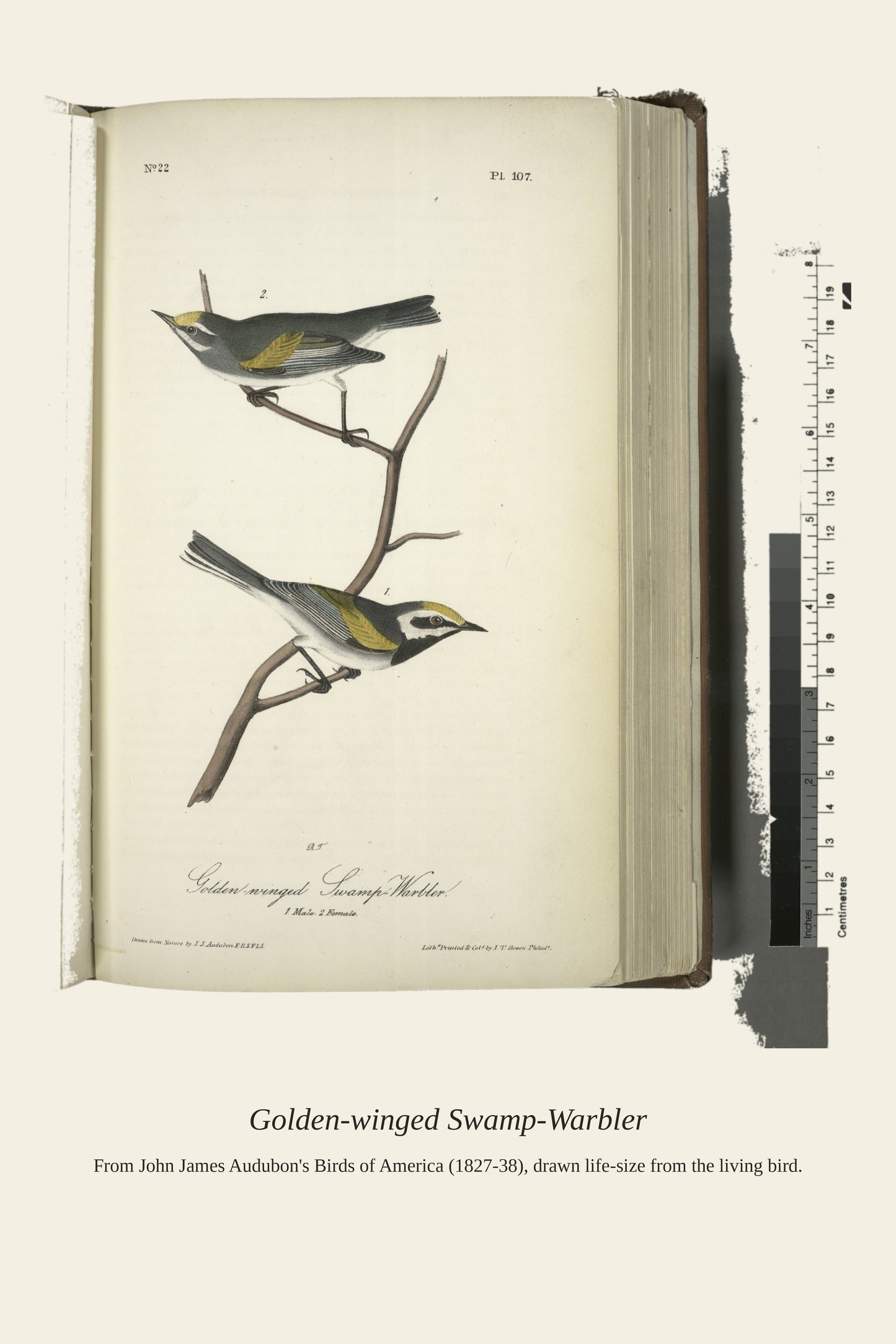 Golden Winged Swamp Warbler. I. Male. II. Female - Antique Bird Print