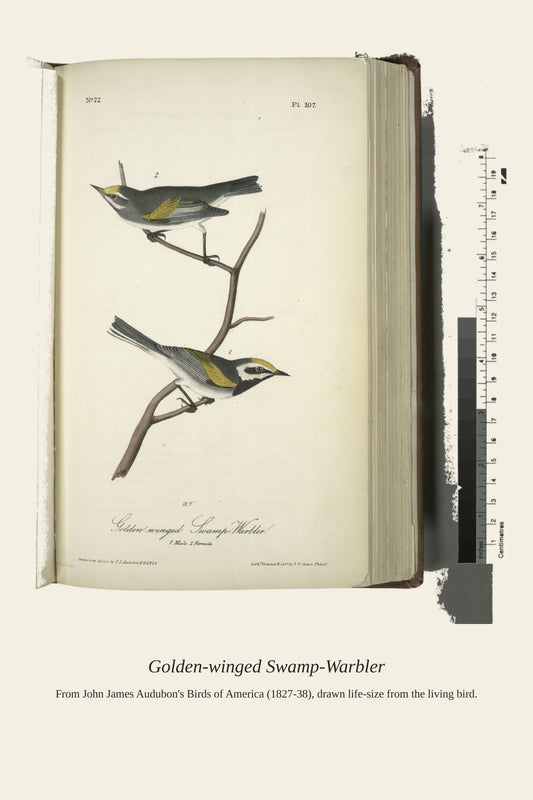 Golden Winged Swamp Warbler. I. Male. II. Female - Antique Bird Print
