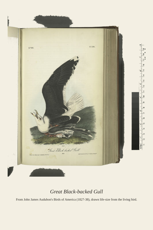 Great Black Backed Gull. Male - Antique Bird Print