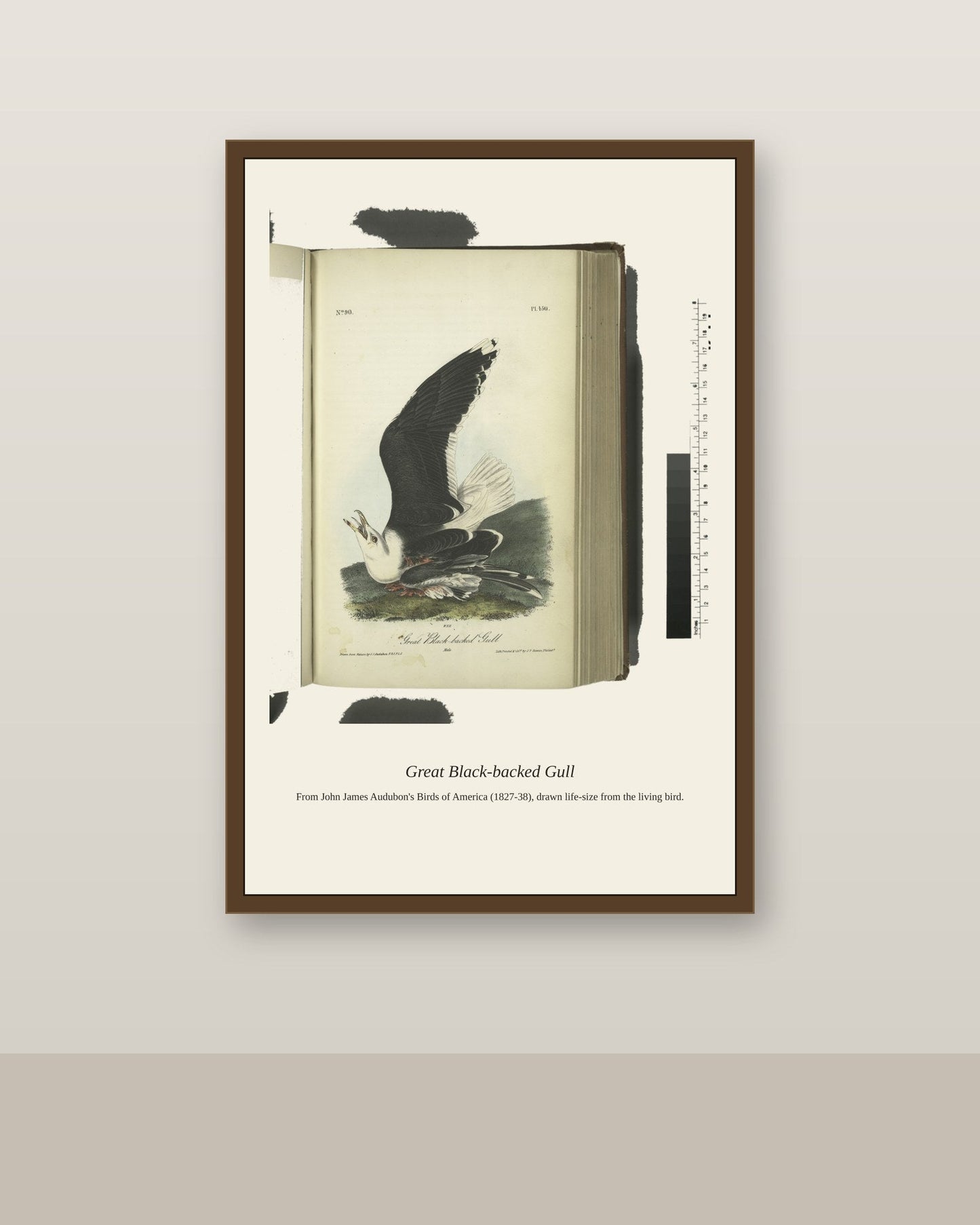 Great Black Backed Gull. Male antique bird print shown framed on a wall in a styled room