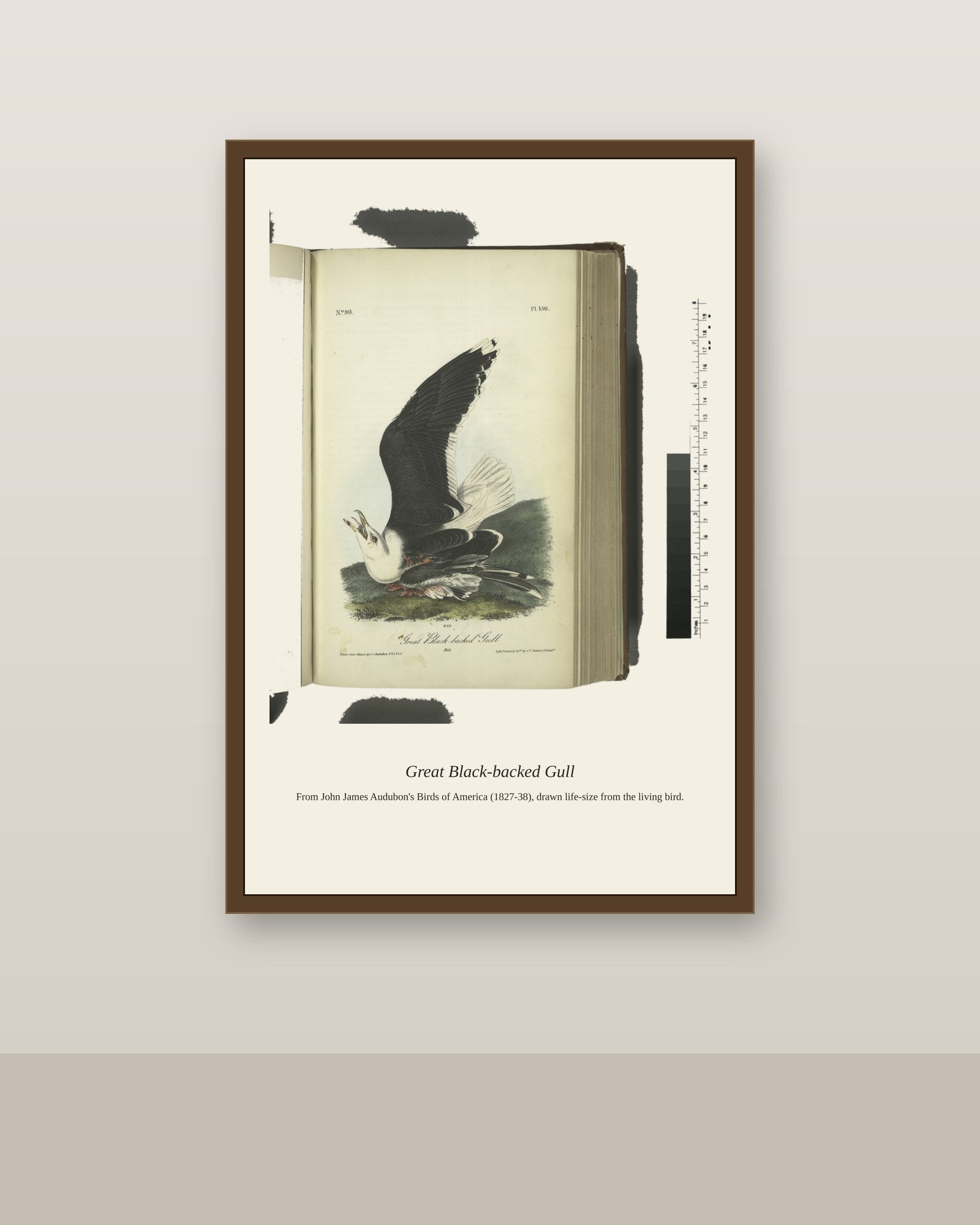 Great Black Backed Gull. Male antique bird print shown framed on a wall in a styled room