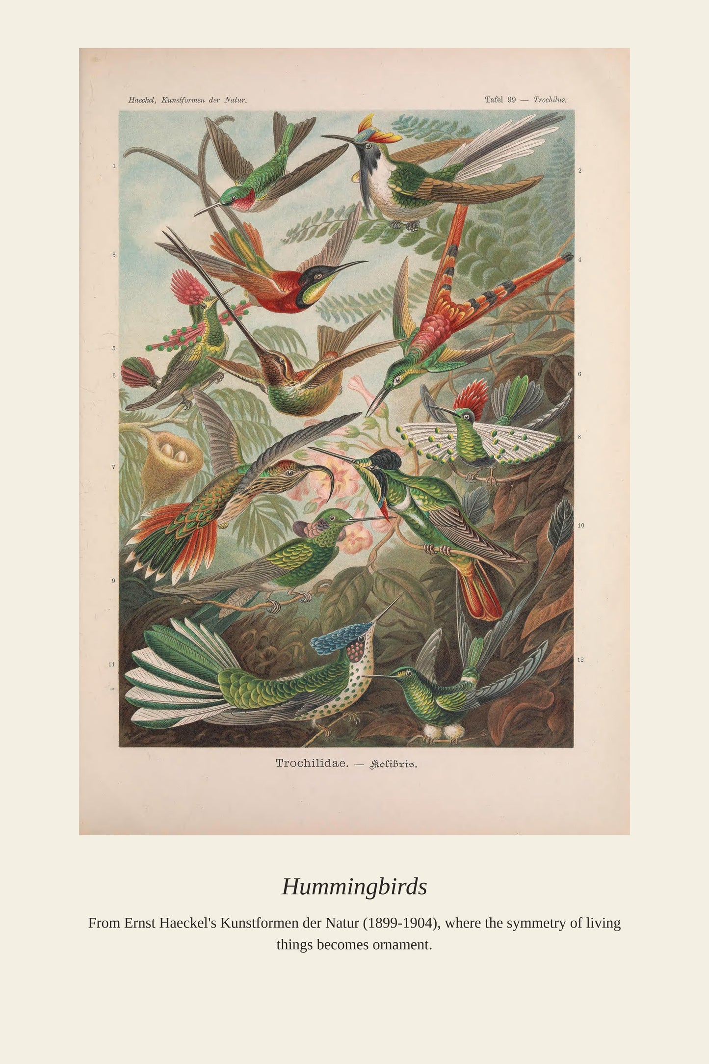 Hummingbirds - Antique Natural History Print
