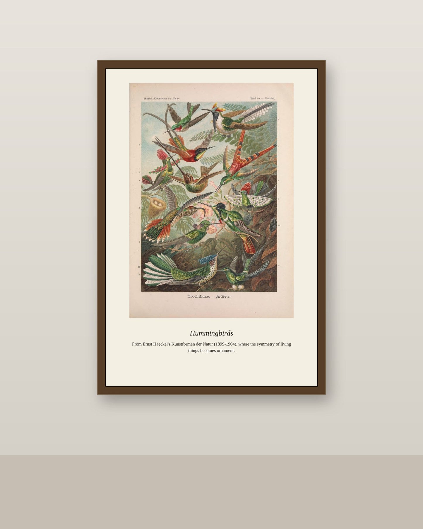 Hummingbirds antique natural history print shown framed on a wall in a styled room