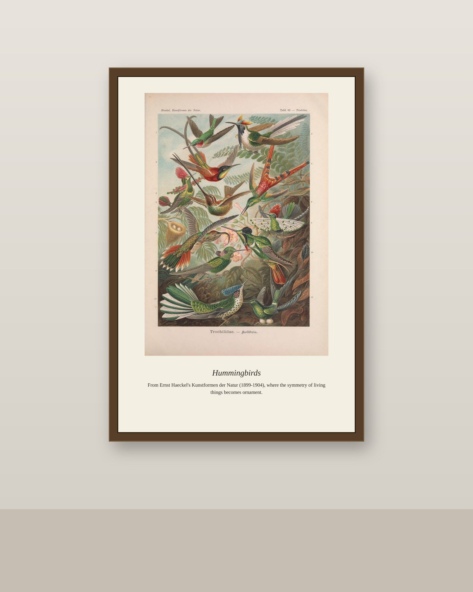 Hummingbirds antique natural history print shown framed on a wall in a styled room