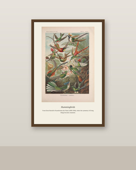 Hummingbirds antique natural history print shown framed on a wall in a styled room