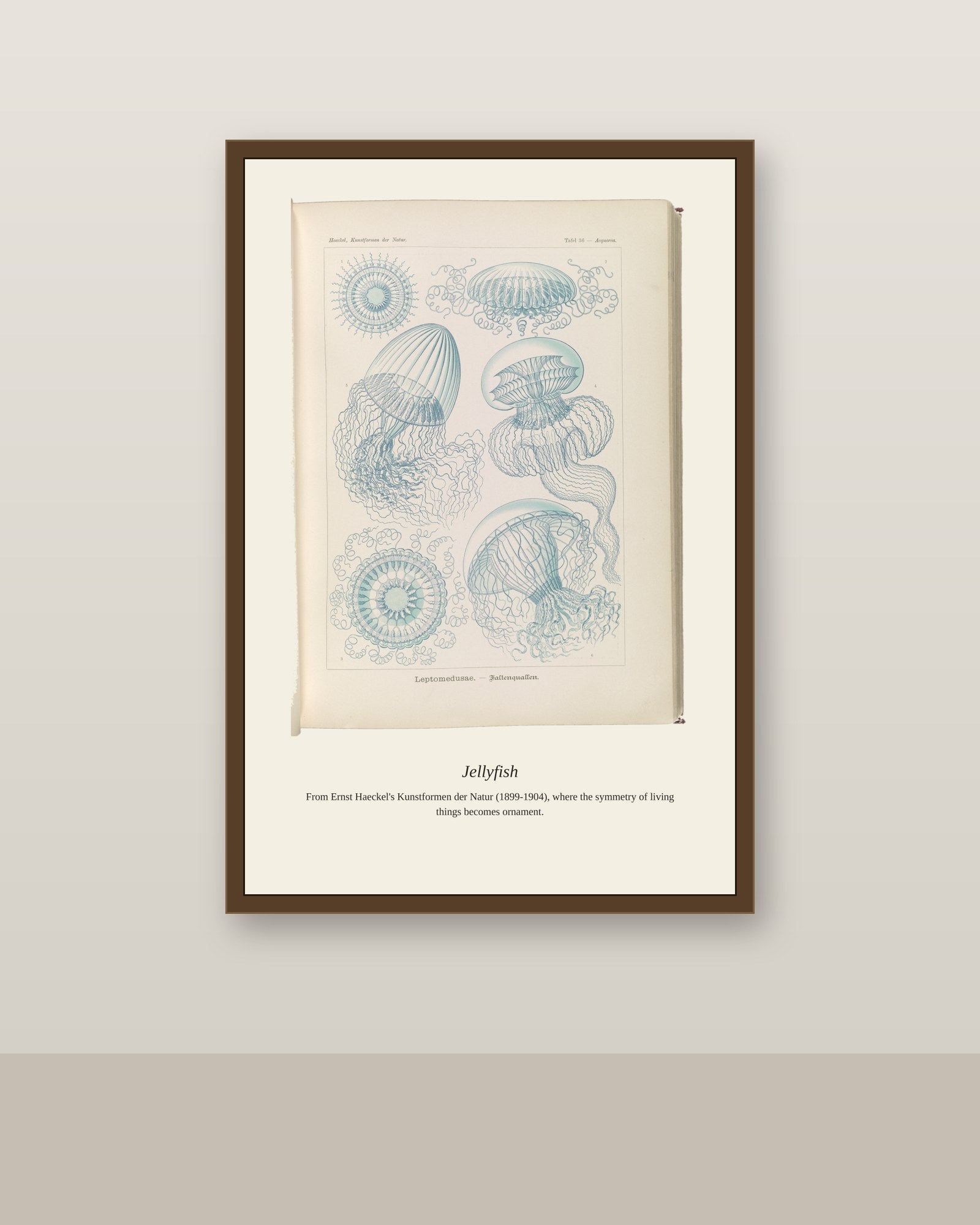 Jellyfish antique art print shown framed on a wall in a styled room
