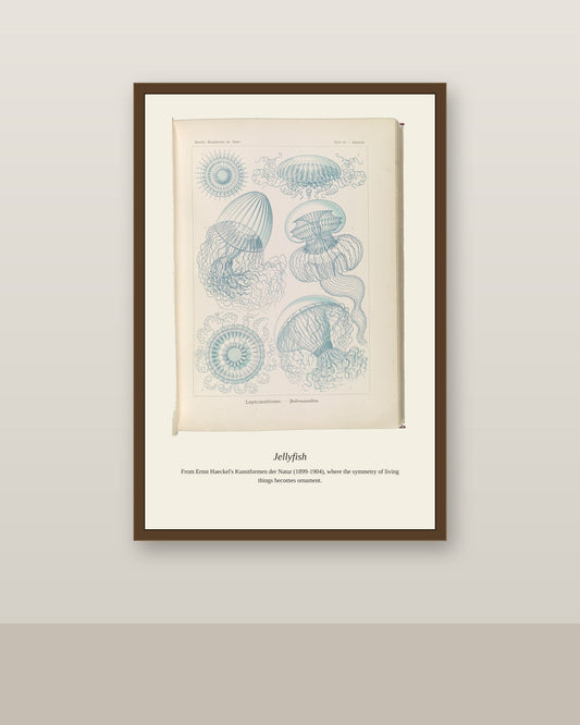 Jellyfish antique art print shown framed on a wall in a styled room