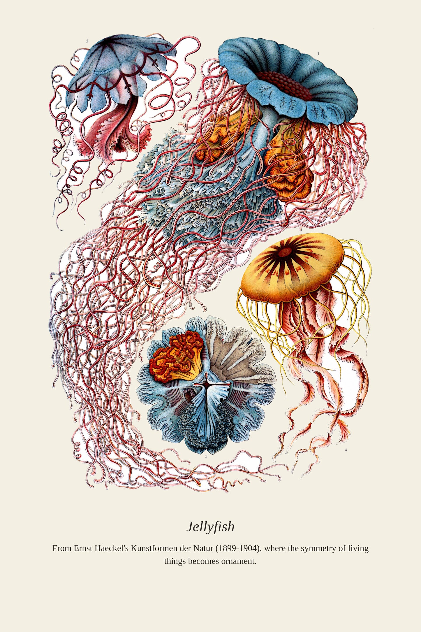 Jellyfish - Antique Natural History Print