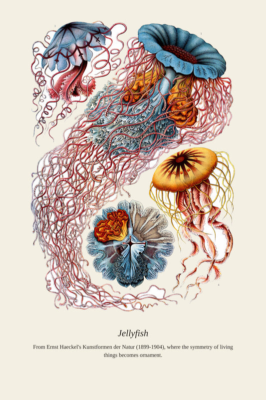 Jellyfish - Antique Natural History Print