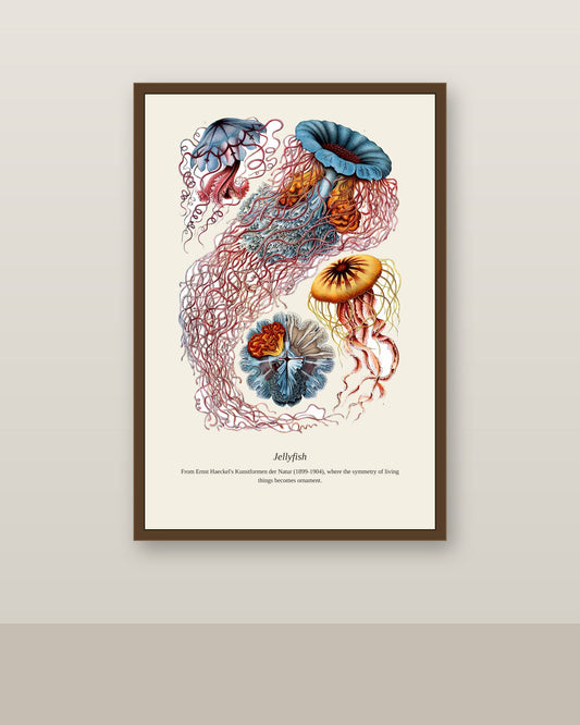 Jellyfish antique natural history print shown framed on a wall in a styled room