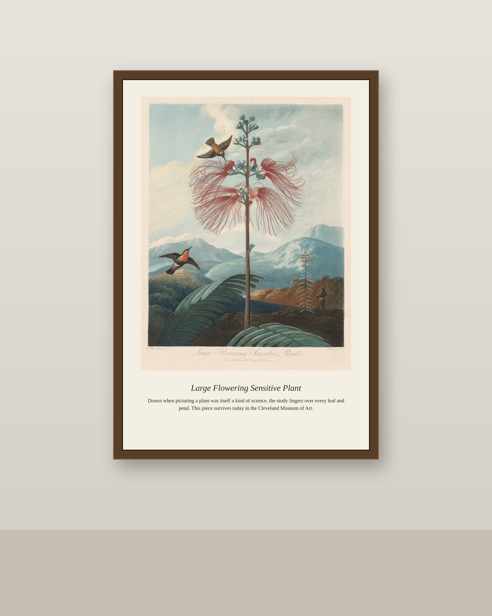 Large Flowering Sensitive Plant antique botanical print shown framed on a wall in a styled room