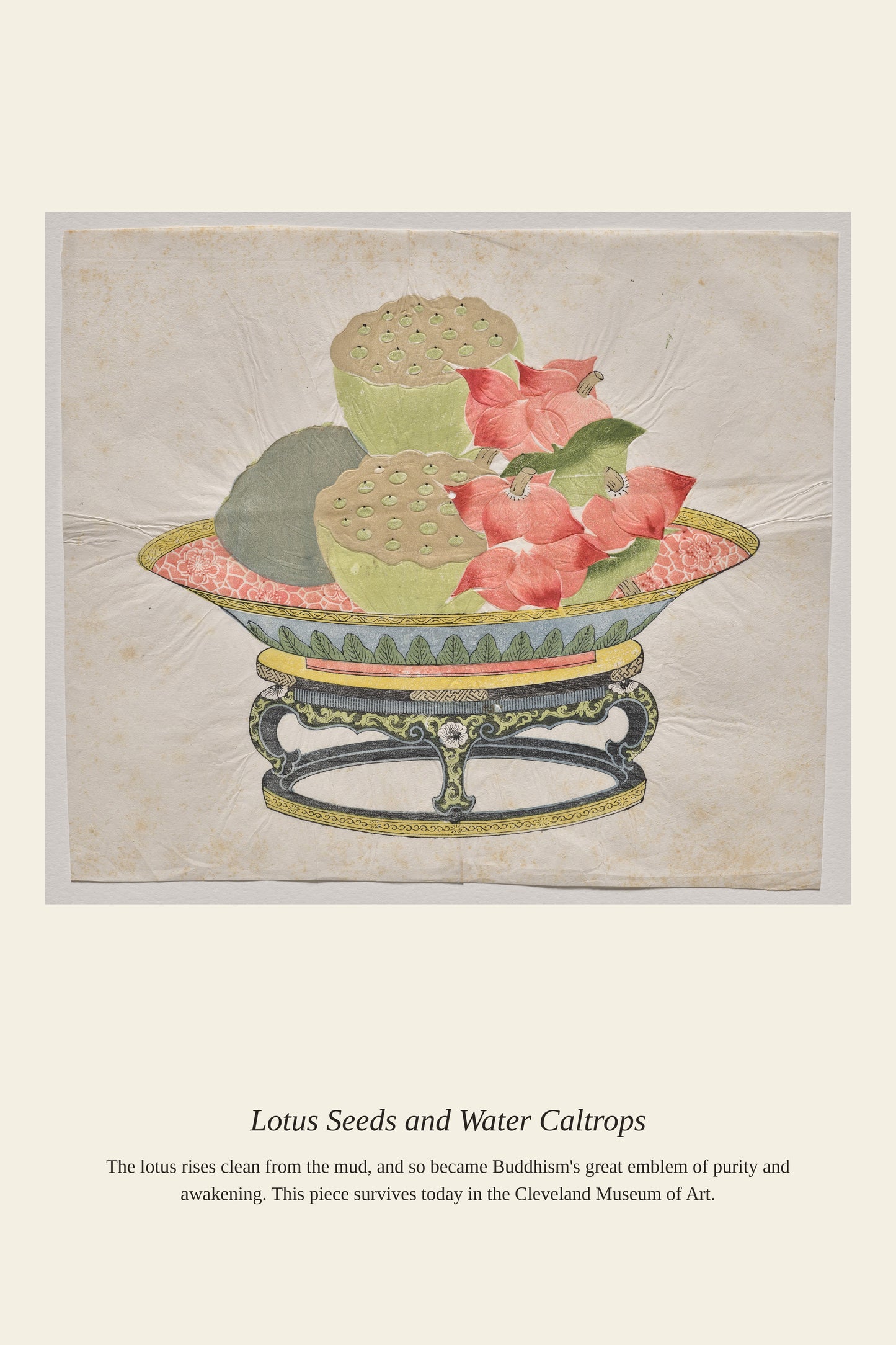 Lotus Seeds and Water Caltrops - Antique Botanical Print