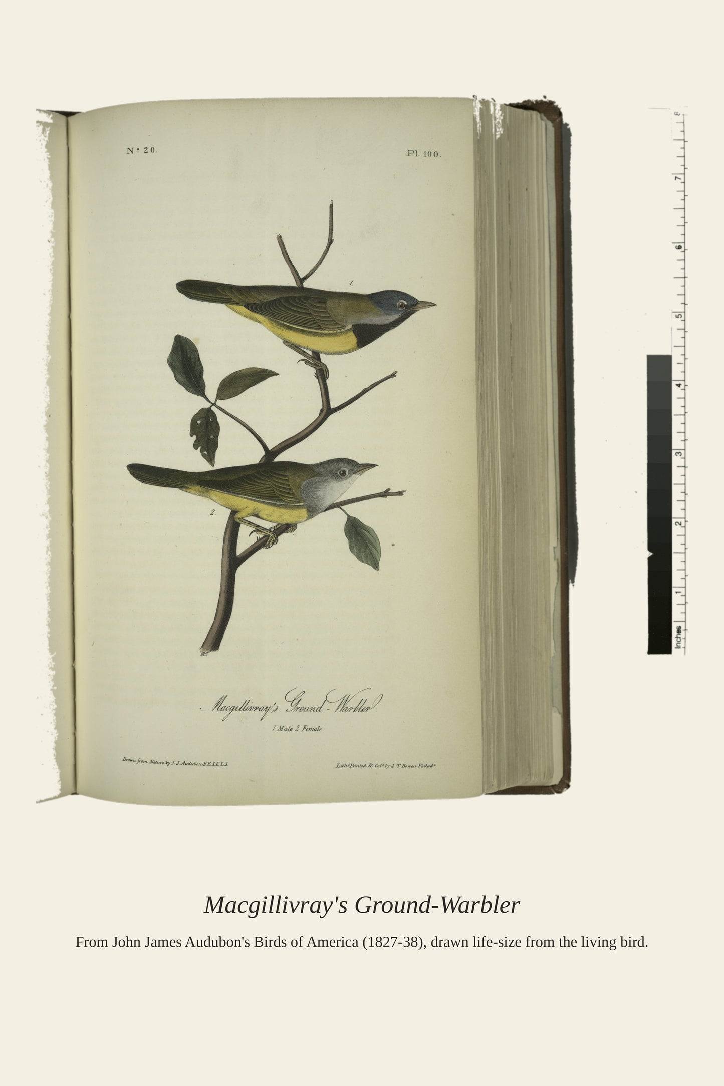 Macgillivray's Ground Warbler. I. Male. II - Antique Bird Print