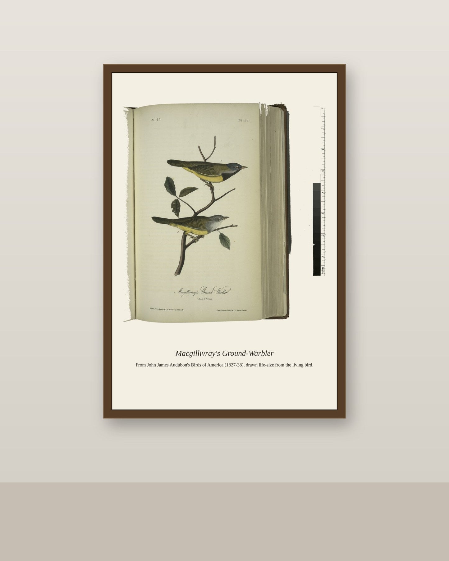 Macgillivray's Ground Warbler. I. Male. II antique bird print shown framed on a wall in a styled room