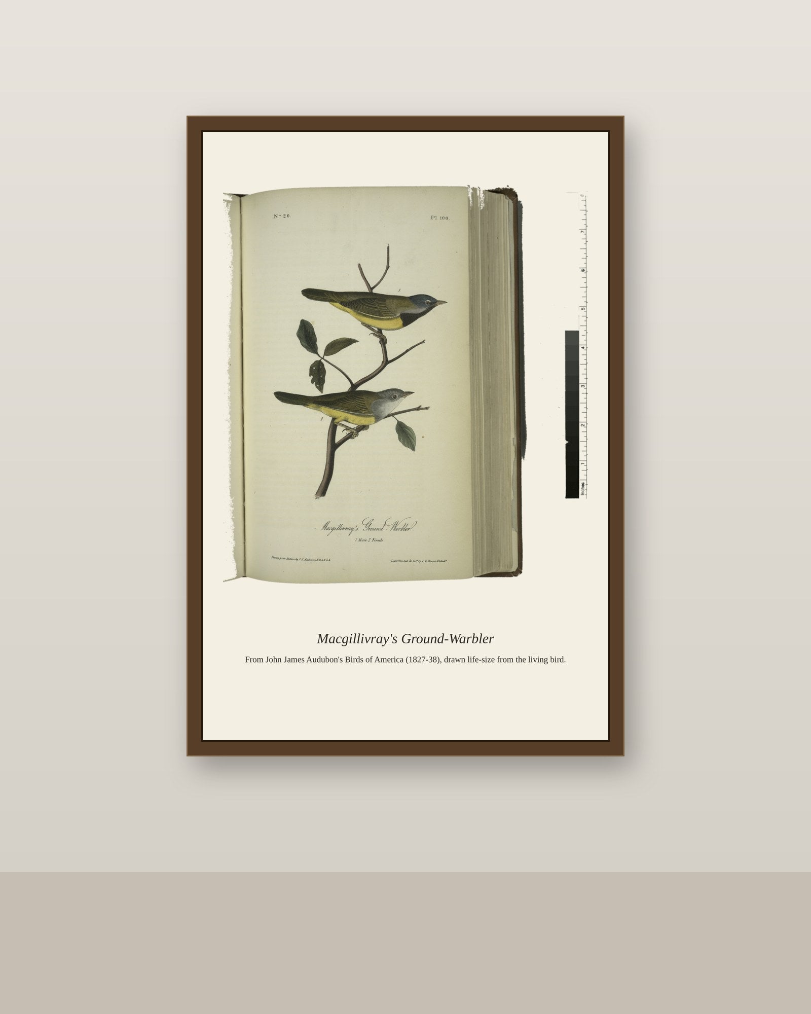 Macgillivray's Ground Warbler. I. Male. II antique bird print shown framed on a wall in a styled room