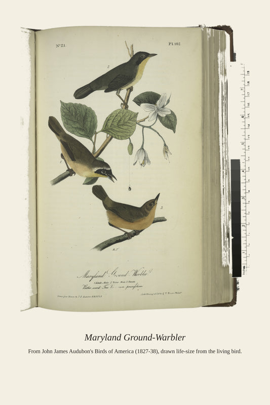 Maryland Ground Warbler. I. Adult Male, II - Antique Bird Print