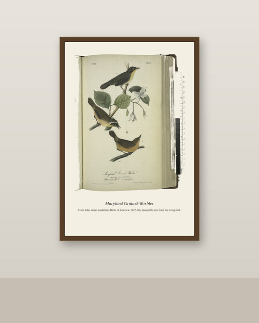 Maryland Ground Warbler. I. Adult Male, II antique bird print shown framed on a wall in a styled room