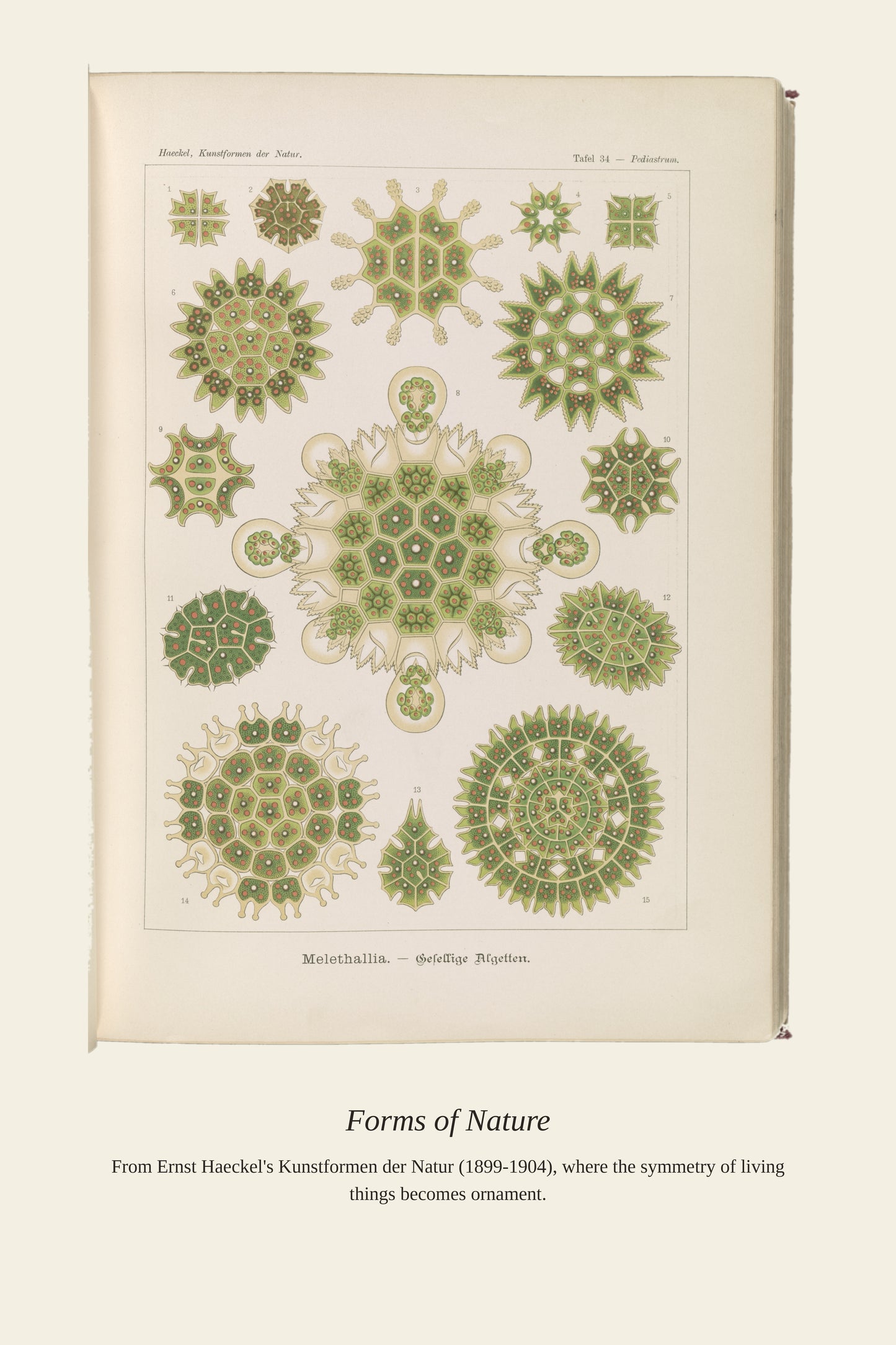 Melethallia. Gesellige Algetten - Antique Art Print