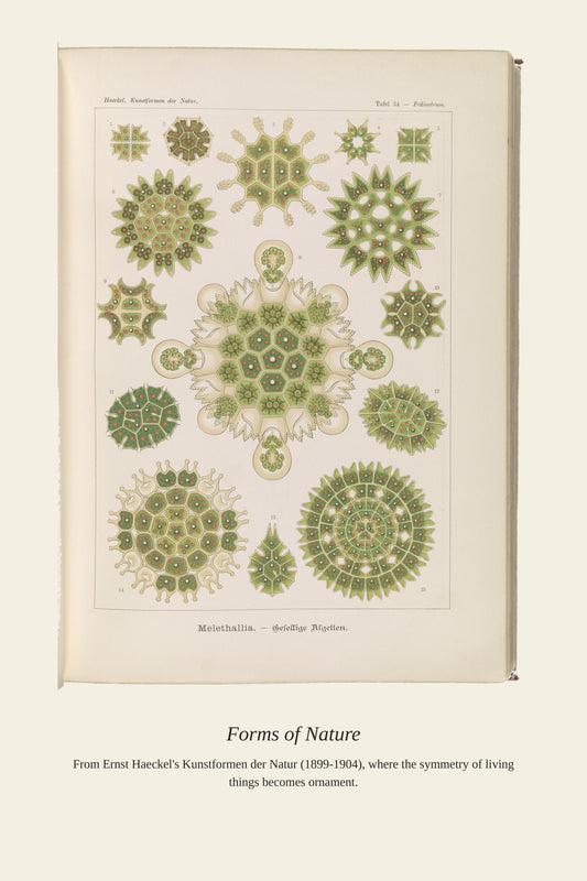 Melethallia. Gesellige Algetten - Antique Art Print