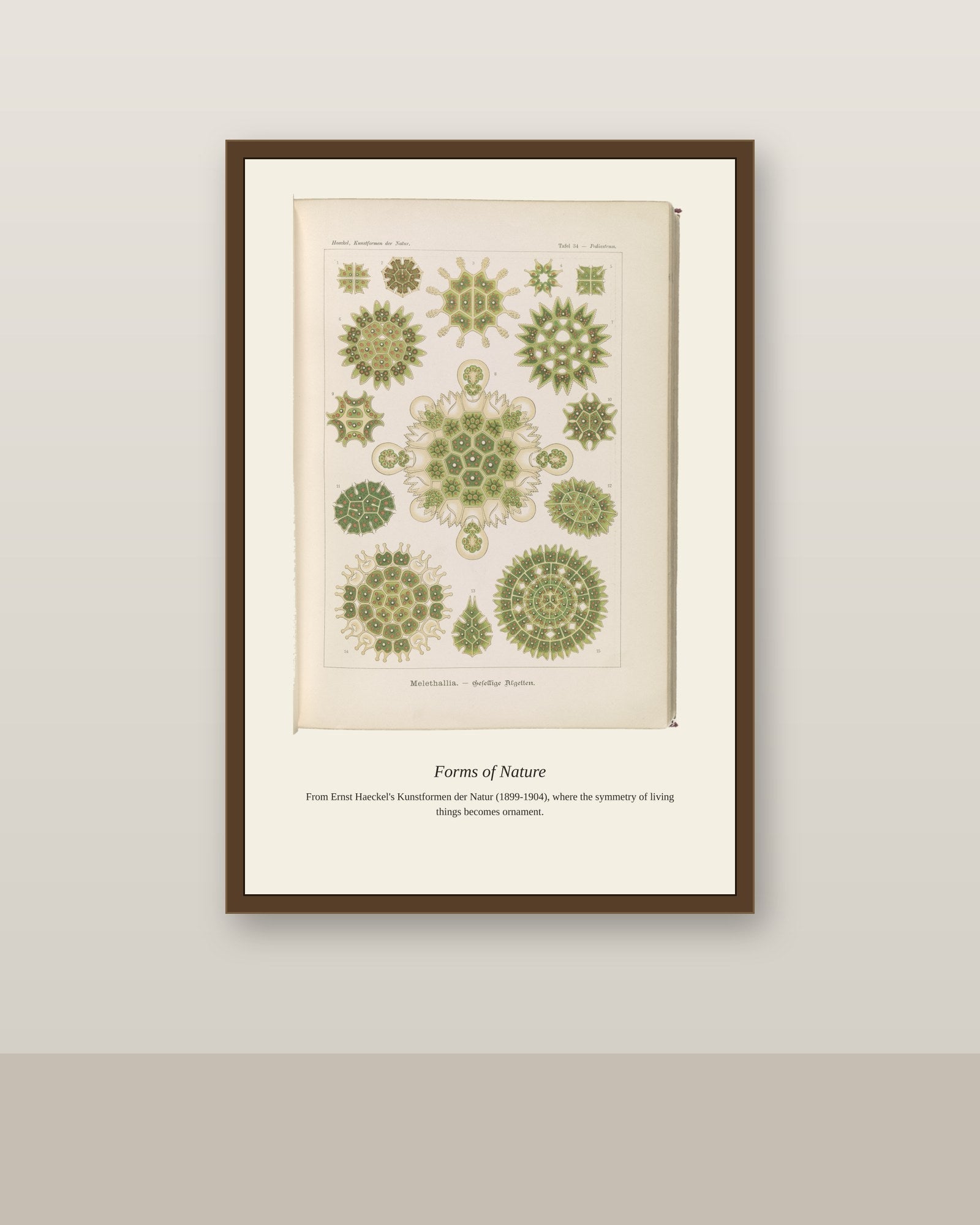 Melethallia. Gesellige Algetten antique art print shown framed on a wall in a styled room