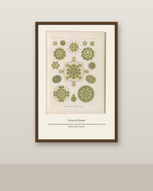 Melethallia. Gesellige Algetten antique art print shown framed on a wall in a styled room