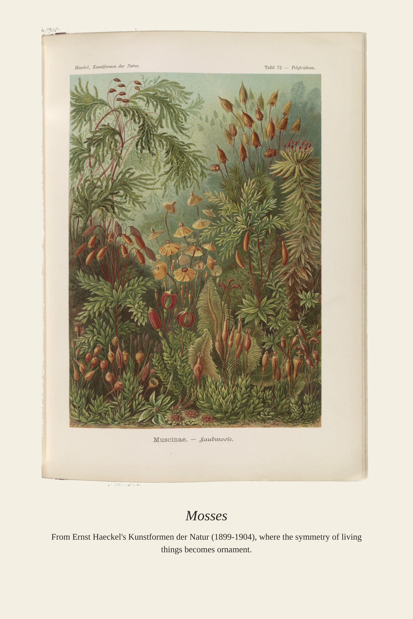 Muscinae. Laubmoose A. Giltsch, Gem - Antique Art Print
