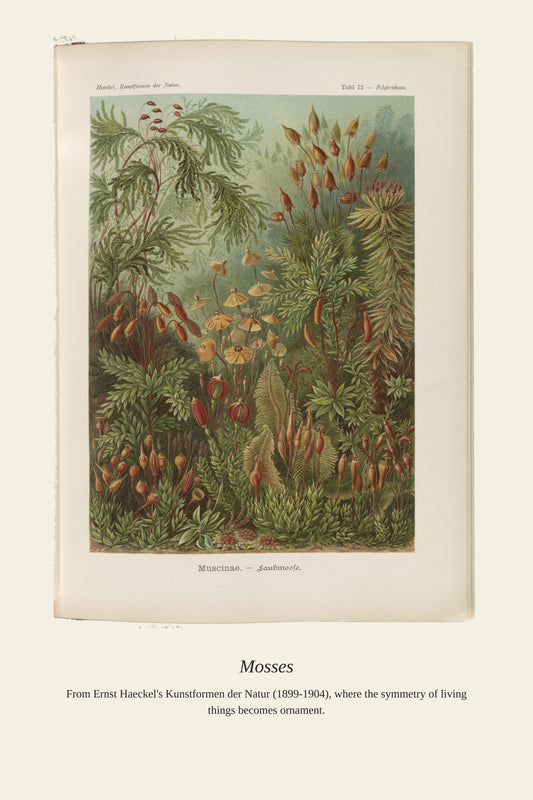 Muscinae. Laubmoose A. Giltsch, Gem - Antique Art Print