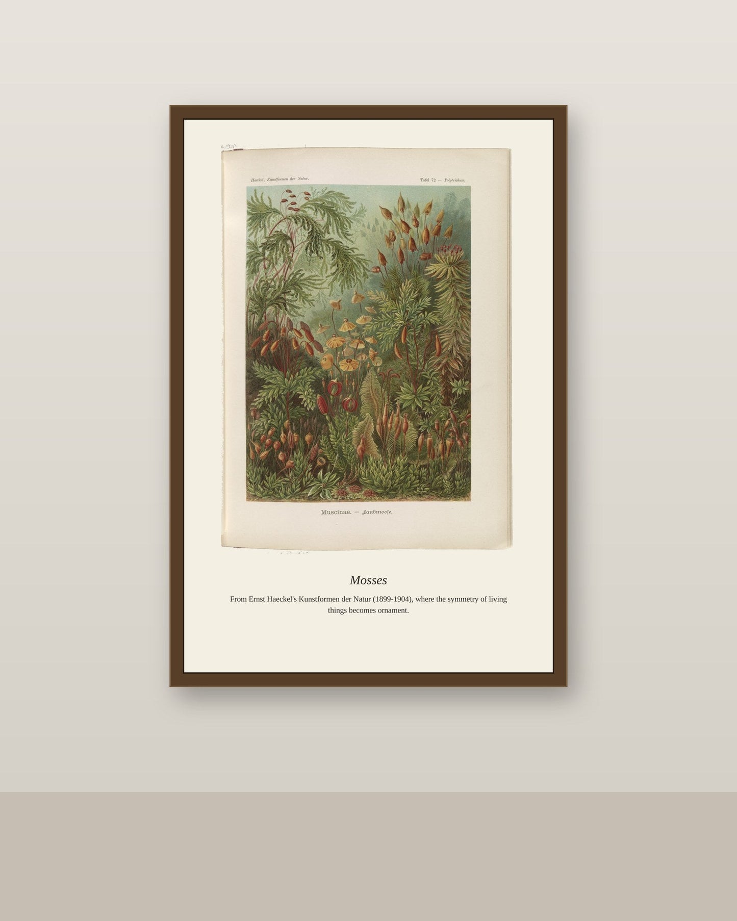 Muscinae. Laubmoose A. Giltsch, Gem antique art print shown framed on a wall in a styled room