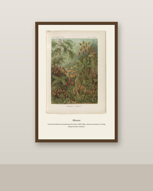 Muscinae. Laubmoose A. Giltsch, Gem antique art print shown framed on a wall in a styled room