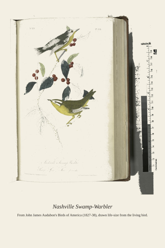 Nashville Swamp Warbler. I. Male. II. Female - Antique Bird Print