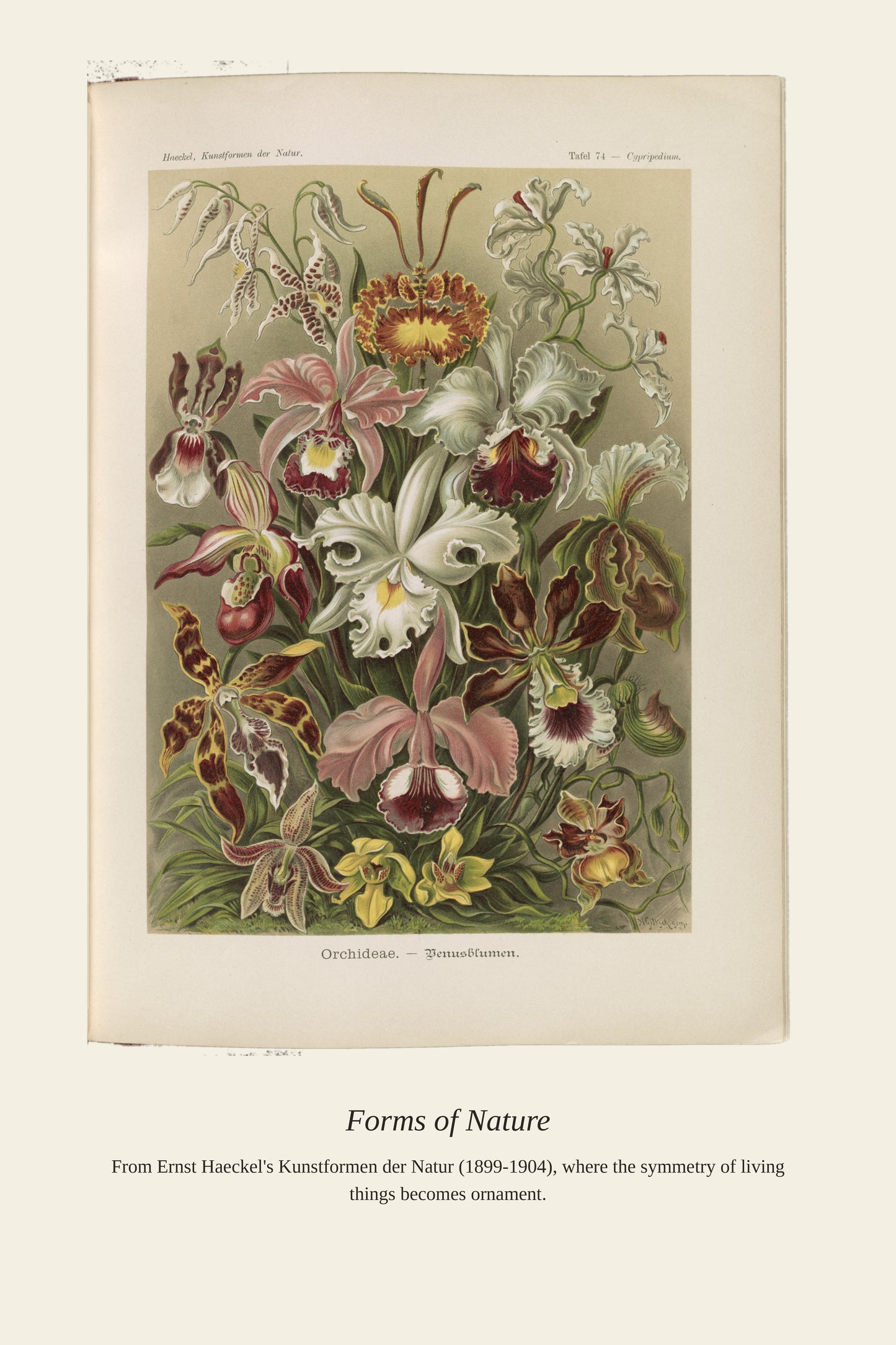 Orchideae. Denusblumen A. Giltsch, Gem - Antique Art Print