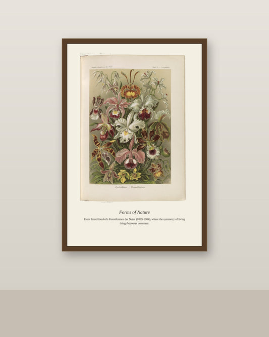Orchideae. Denusblumen A. Giltsch, Gem antique art print shown framed on a wall in a styled room